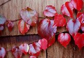 Herbstträume | 3 Nächte